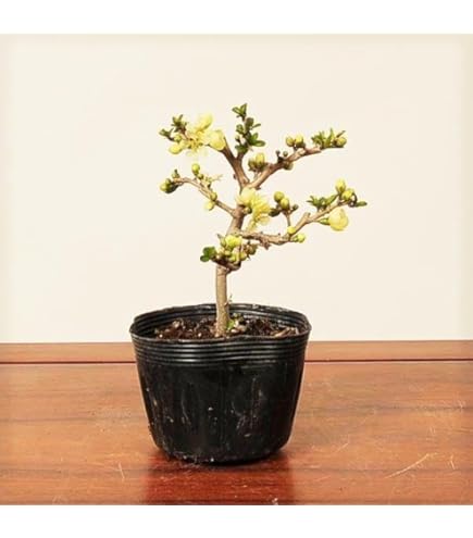 Amazon.co.jp: 盆栽：キンズ 現品*金豆・きんず kinzu bonsai 小品盆栽